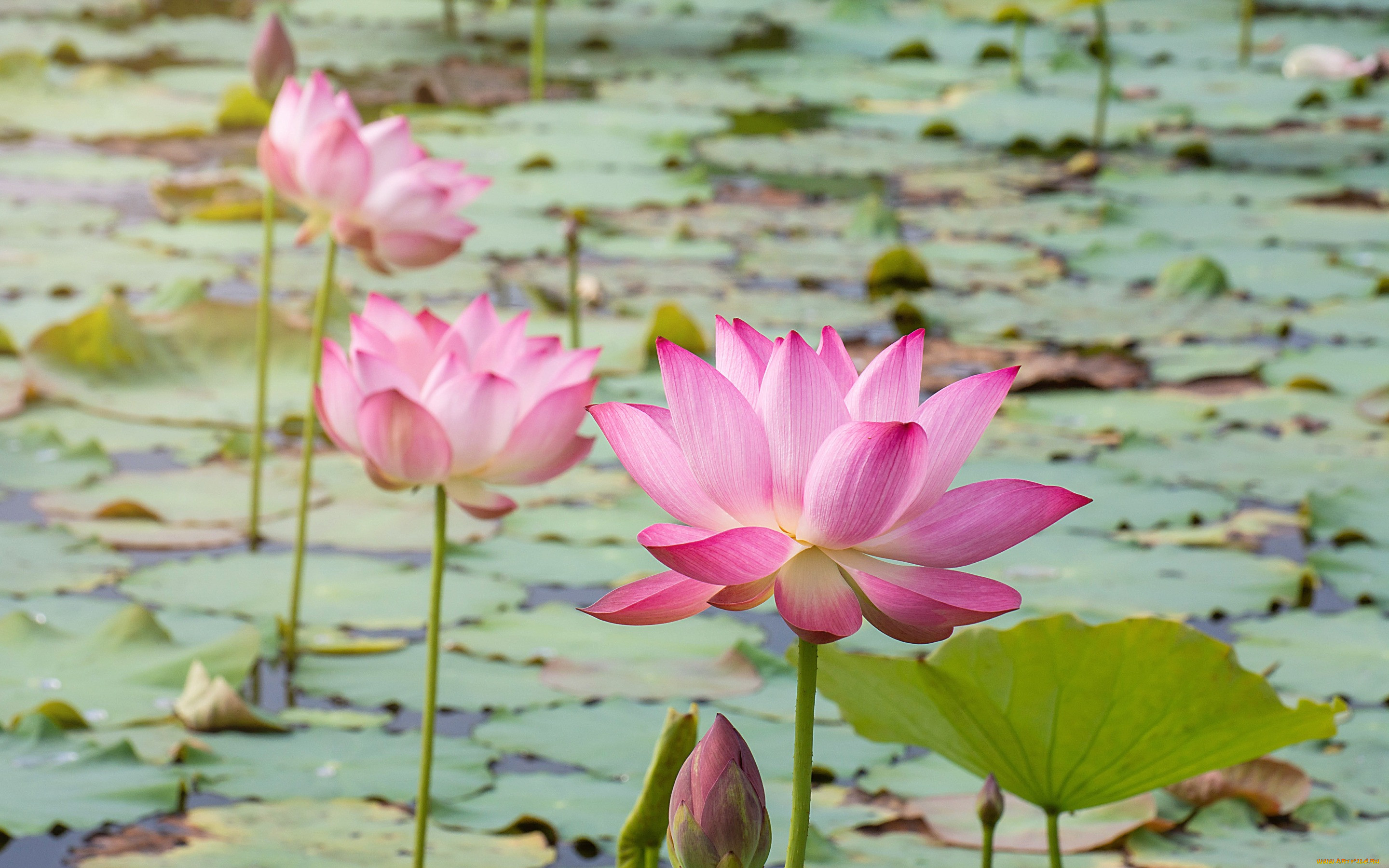 , , , , flowers, petals, lake, lotus, pink, , , waterlily